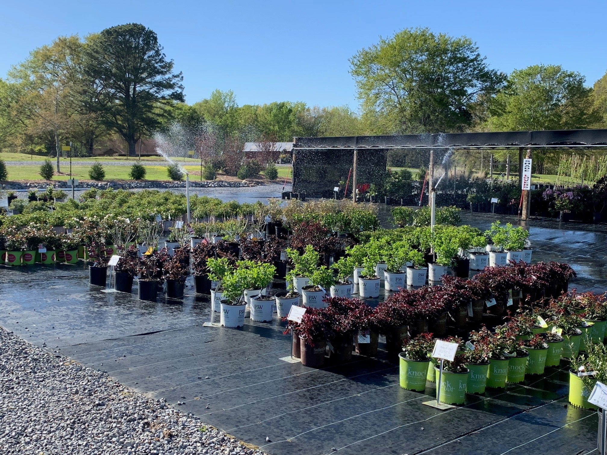 Home Poague Tree Farm & Nursery